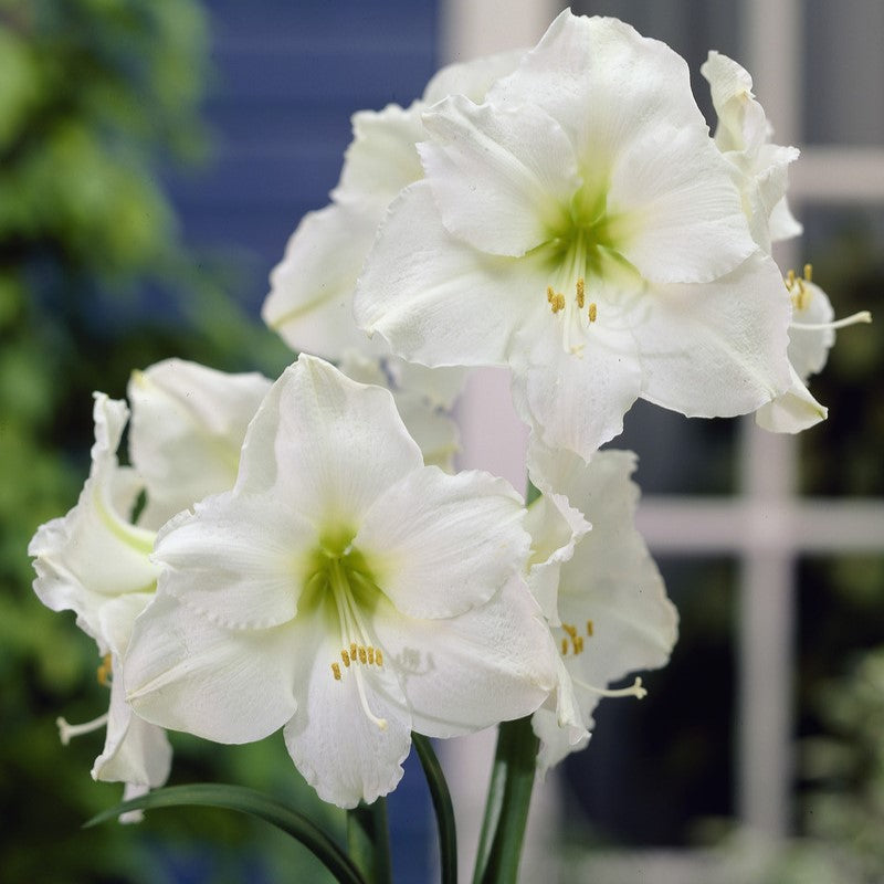 The Amaryllis Christmas Gift: A Symbol of Vitality and Festivity for Your Daughter