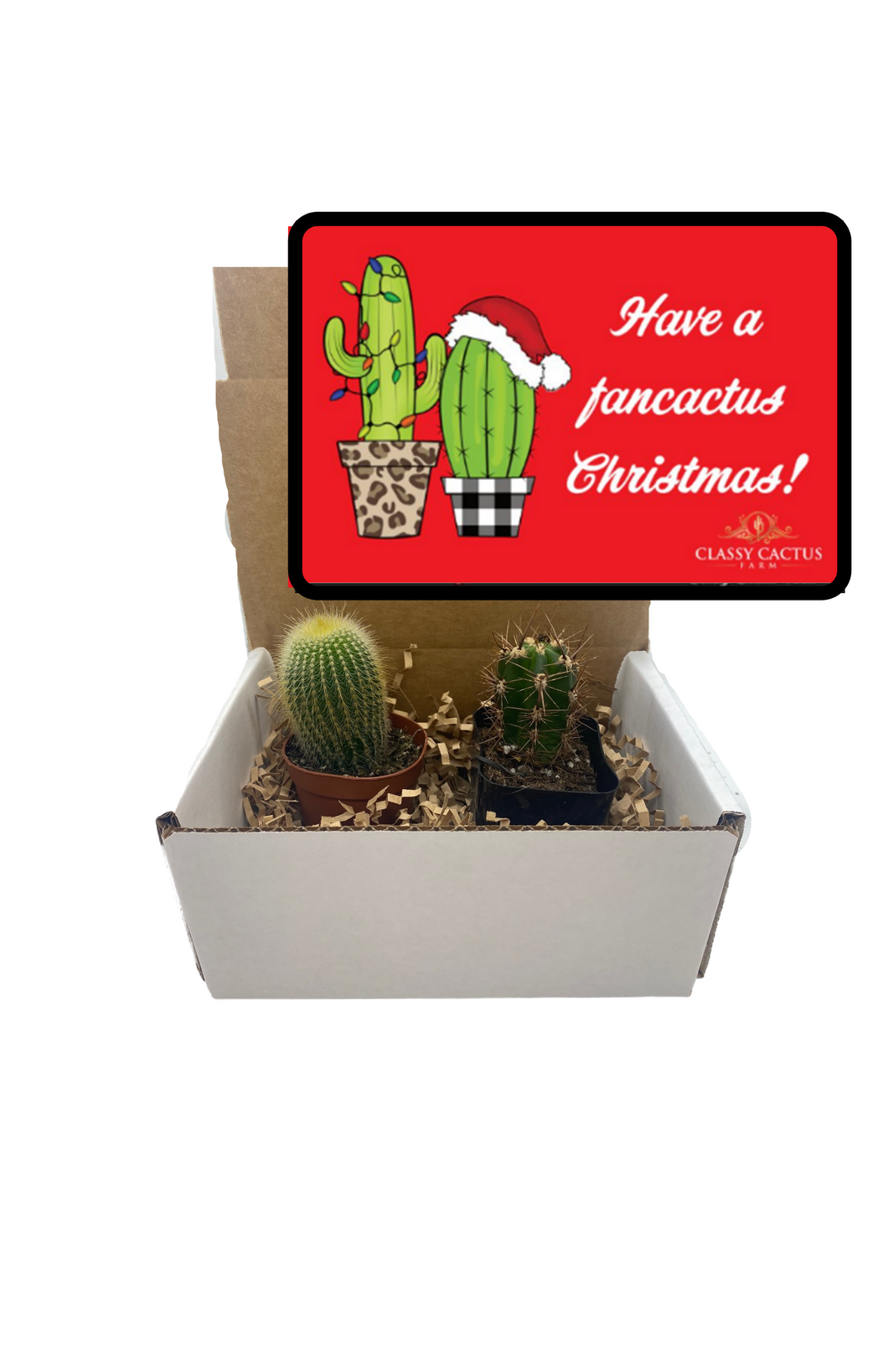 The Timeless Charm of Christmas Cactus: A Perfect Gift for Hardworking Maids